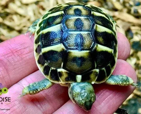 western hermann's tortoise