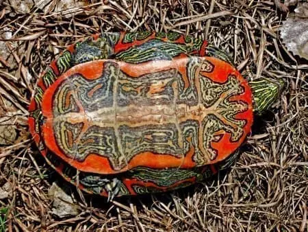 western painted turtle