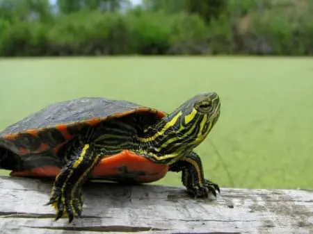 western painted turtles for sale