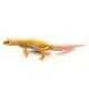 hypomelanistic leopard gecko for sale