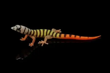 ashy day gecko for sale
