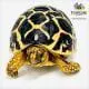 baby Indian Star tortoise