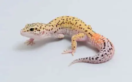 eclipse leopard gecko for sale