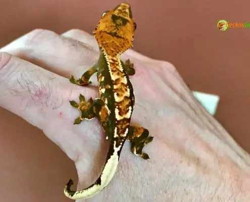 halloween crested gecko for sale