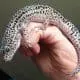 mack snow leopard gecko for sale