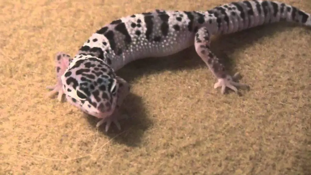 mack snow leopard gecko for sale