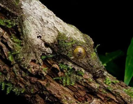 mossy leaf tailed gecko for sale