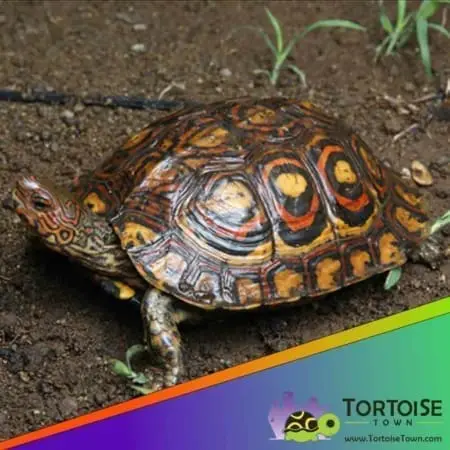 ornate wood turtle