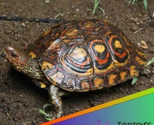 painted wood turtle for sale