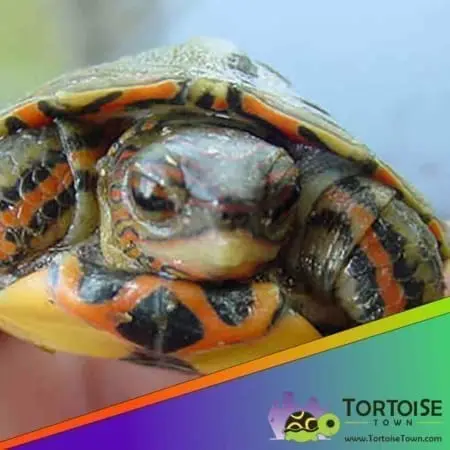 painted wood turtle
