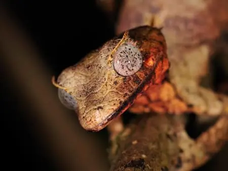 Satanic Leaf Gecko for sale