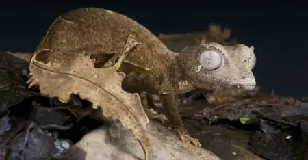 Satanic Leaf Gecko for sale