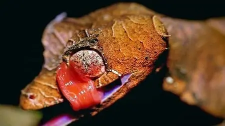 Satanic Leaf Gecko for sale