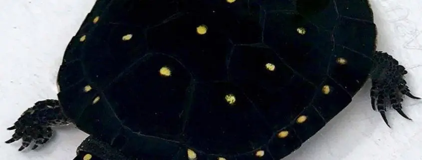 spotted turtle for sale