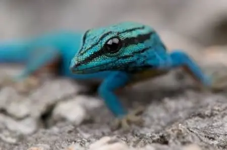 willams blue cave gecko for sale