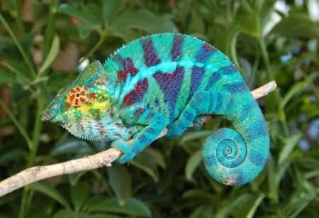 ambanja panther chameleon