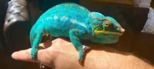 chameleons for sale