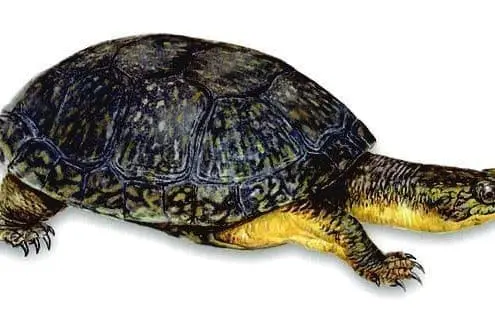 blanding's turtles for sale online