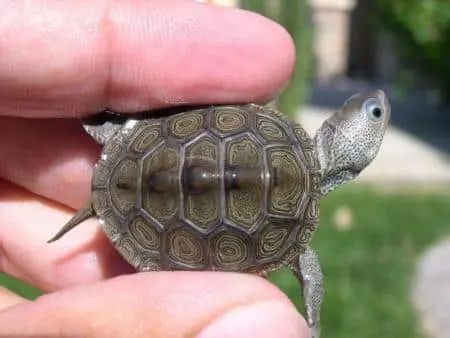 northern diamond back terrapins for sale