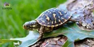 ornate box turtles for sale