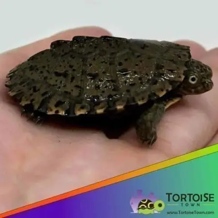 African Serrated side necked turtle