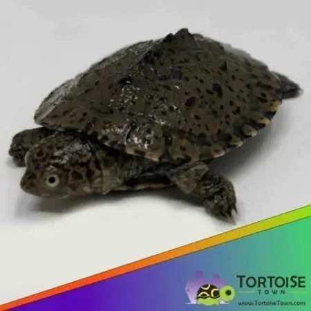 East African Serrated Side necked turtle for sale