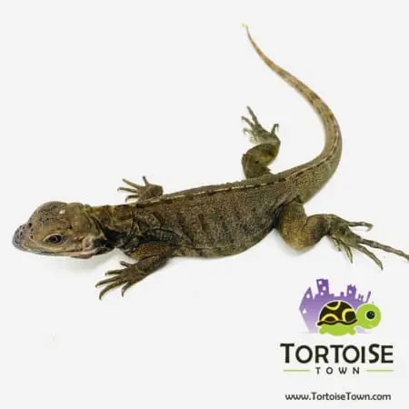 Rhino Iguana
