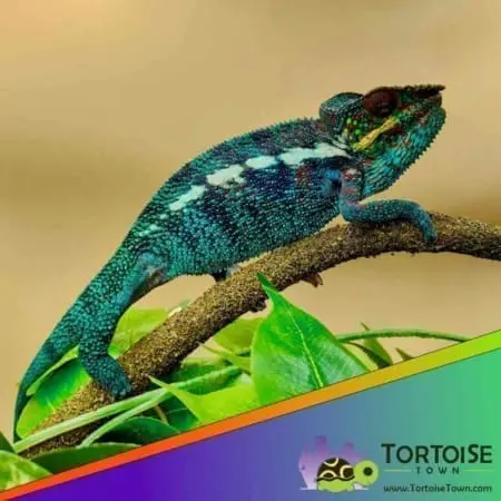 Ambanja Panther Chameleon