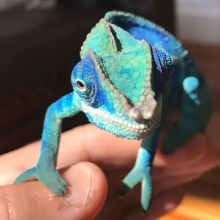 ambanja panther chameleon for sale
