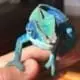 ambanja panther chameleon for sale