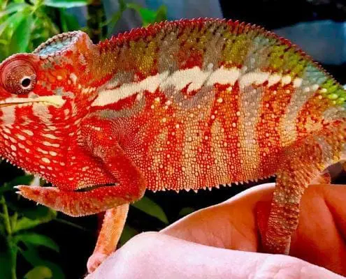 ambilobe panther chameleon
