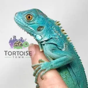 blue iguana for sale