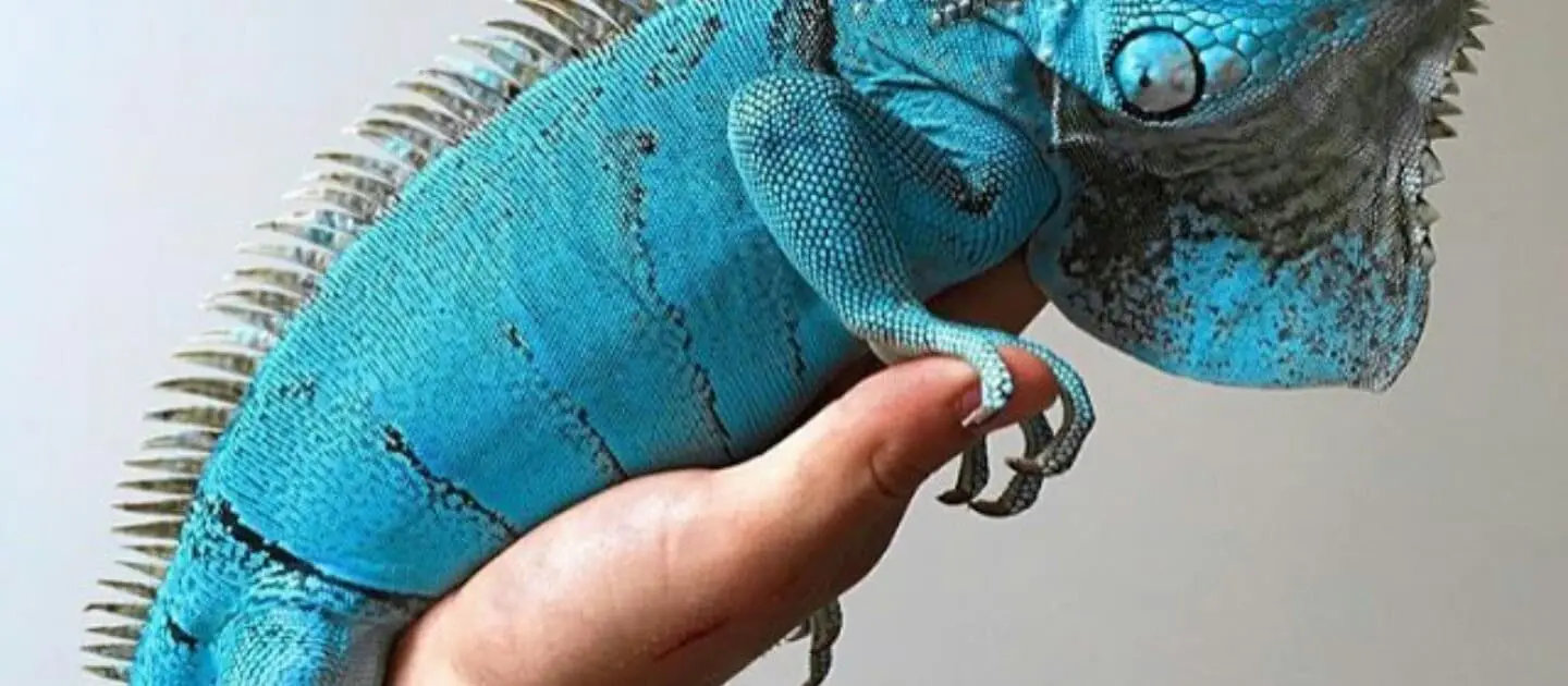 iguanas for sale