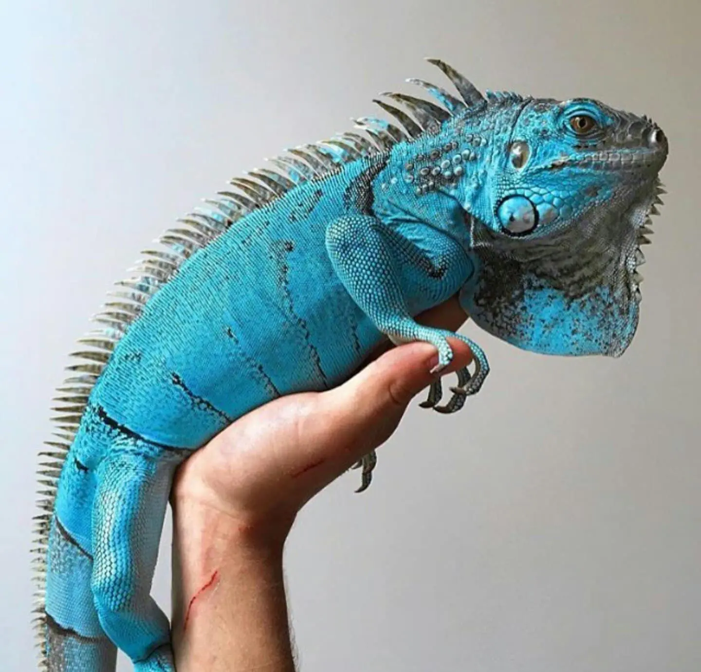 Blue iguana care