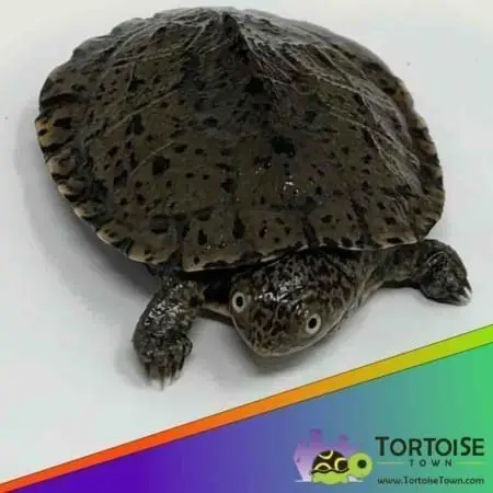 East African Serrated side-necked turtle