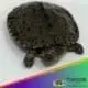 East African Serrated side-necked turtle