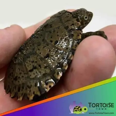 East African Serrated Side-necked turtle for sale