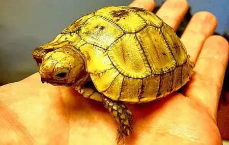 elongated tortoise for sale