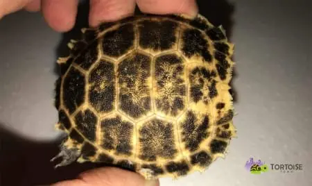 forsten's tortoises for sale