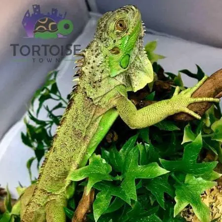 Iguana Habitat Setup Iguana Terrarium Pet Iguana Cage Setup