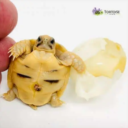 Kleinmann's tortoise for sale