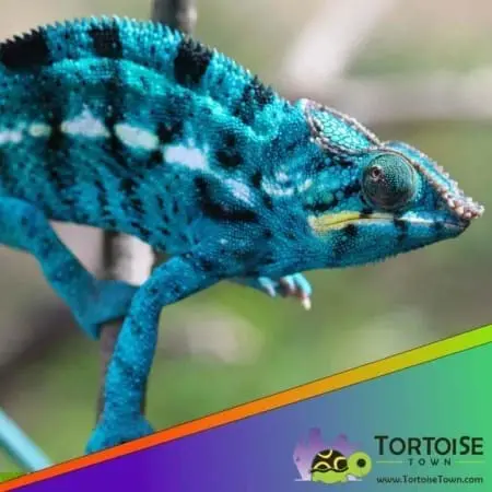Nosy be chameleon