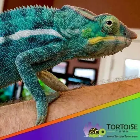 Nosy be panther chameleon