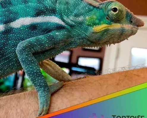 Nosy be panther chameleon