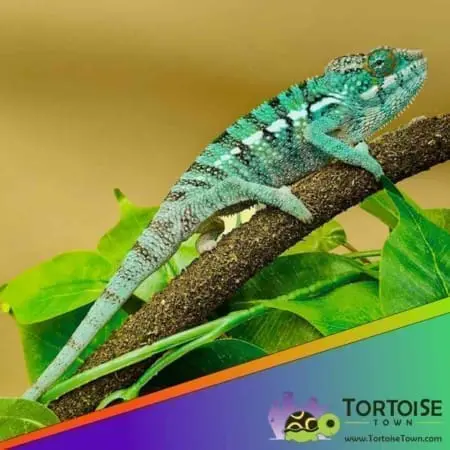 Nosy be panther chameleon for sale