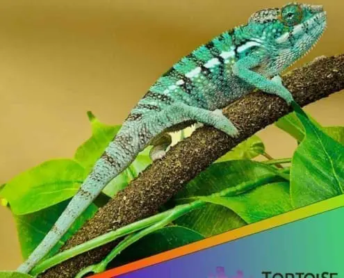 Nosy be panther chameleon for sale
