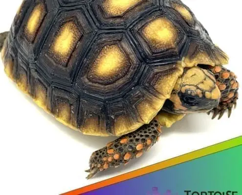 red footed tortoise