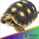 tortoise for sale