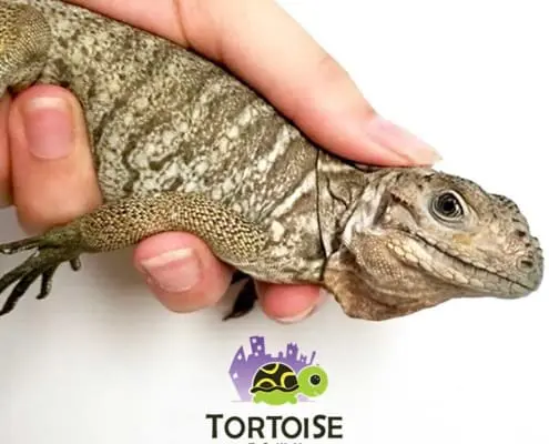 Rhino Iguanas for sale