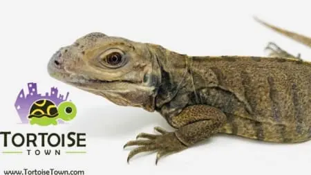 Rhino Iguana for sale